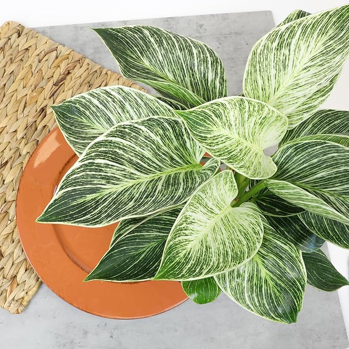 Variegated Philodendron Birkin Houseplant, Powerful Air Purifying Plant, Easy to Grow, Upright Philodendrons, Popular Live Indoor Plants, 6 in. Grower Pot, Unique Houseplants for Beginners