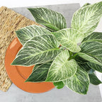 Variegated Philodendron Birkin Houseplant, Powerful Air Purifying Plant, Easy to Grow, Upright Philodendrons, Popular Live Indoor Plants, 6 in. Grower Pot, Unique Houseplants for Beginners