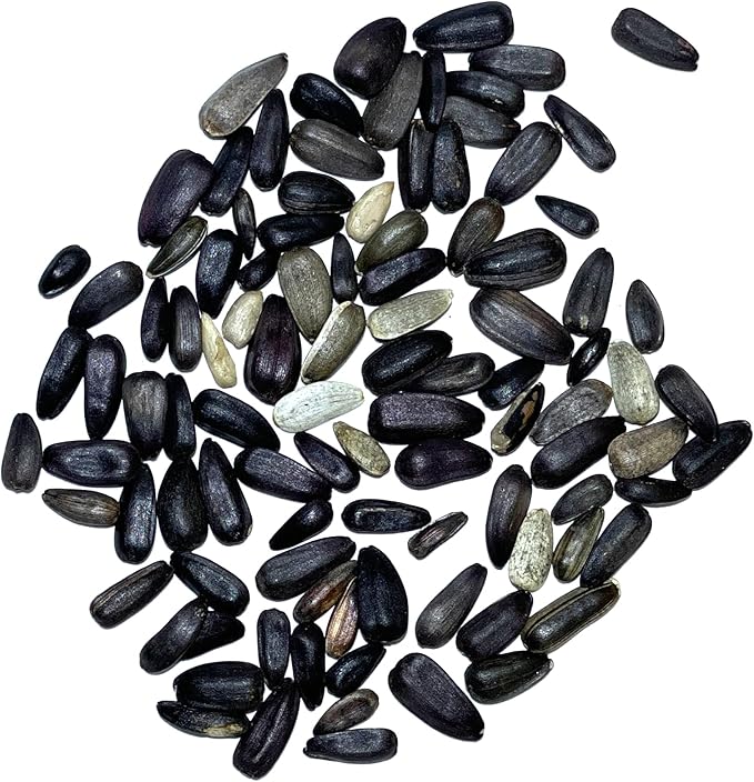 Seed Needs Lemon Queen Sunflower Seeds for Planting Sunflowers - Heirloom & Open Pollinated Flower Seed to Plant & Grow an Outdoor Home Grown Butterfly Garden (1 Pack)