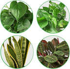 Low Light Live Plants for Indoor | Different Houseplants in Multiple Sizes | Real House Plant for Living Room, Office, Desk & Bathroom