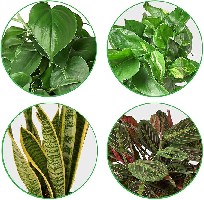 Low Light Live Plants for Indoor | Different Houseplants in Multiple Sizes | Real House Plant for Living Room, Office, Desk & Bathroom