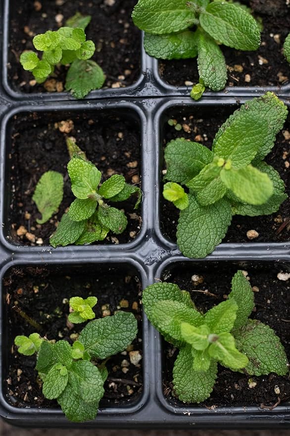 Organic Apple Mint Live Plant, (Mentha suavolens) in 2.5 inch Pot.