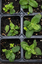 Organic Apple Mint Live Plant, (Mentha suavolens) in 2.5 inch Pot.