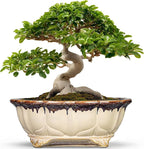 Ceramic Bonsai Pots - 13.2 Inch Succulent Planters for Indoor Plants Outdoor, Bonsai Tree Pots with Drainage Hole, Decorative Shallow Planter, Room Decor, Gifts for Men Women, Oval Beige-Brown