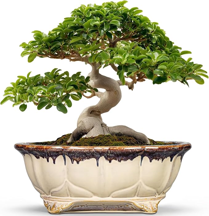 Ceramic Bonsai Pots - 13.2 Inch Succulent Planters for Indoor Plants Outdoor, Bonsai Tree Pots with Drainage Hole, Decorative Shallow Planter, Room Decor, Gifts for Men Women, Oval Beige-Brown