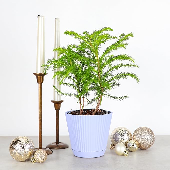 Thorsen's Greenhouse Live Norfolk Island Pine Plant, Christmas Greenery Gift or Decor, Air Purifying Premium Indoor Houseplant, Mature 4" Diameter Pot (Lavender, 4-inch Pot)