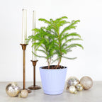 Thorsen's Greenhouse Live Norfolk Island Pine Plant, Christmas Greenery Gift or Decor, Air Purifying Premium Indoor Houseplant, Mature 4" Diameter Pot (Lavender, 4-inch Pot)