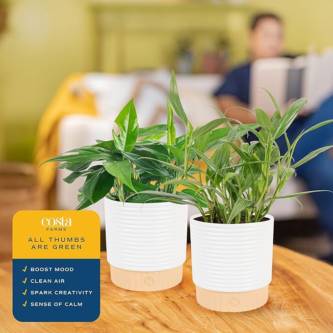 Costa Farms Live Pothos Plants in Decorative Pots, Easy to Maintain Vining Plant, Air Purifying Indoor Houseplants, Room or Office Decor, House Warming Gift, 12-14 Inches Tall, Pack of 2