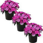 Live Flowering Sunpatiens - Purple (3 Plants Per Pack), Beautiful Annual Summer Color, 10" Tall by 6" Wide in 1 Quart Pot