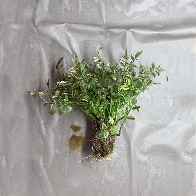 Chalily Water Celery, a Great Live Pond Plant for Your Water Garden. Filters koi and Goldfish Ponds. Good for Bogs, Plant Shelf or Shallow Water This marginal Aquatic is a Real Beauty
