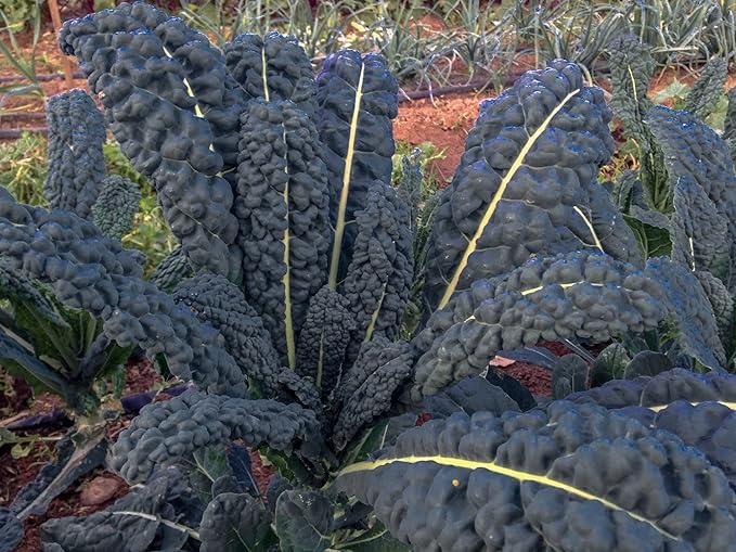 500 Organic Black Tuscan Lacinato Kale Seeds for Planting AKA Dinosaur Kale Heirloom Non GMO 1.75+ Grams Garden Vegetable Bulk Survival