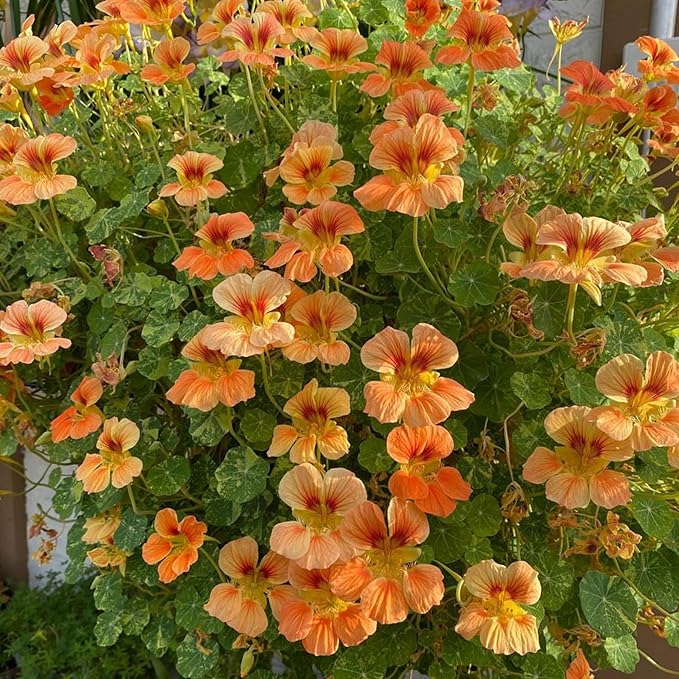 Mixed Nasturtium Seeds for Planting, 300pcs Rare Climbing Nasturtium Flower Seeds, Non-GMO Heirloom Beauty Home Garden Blooms Flowers Plants for Outdoors Indoors