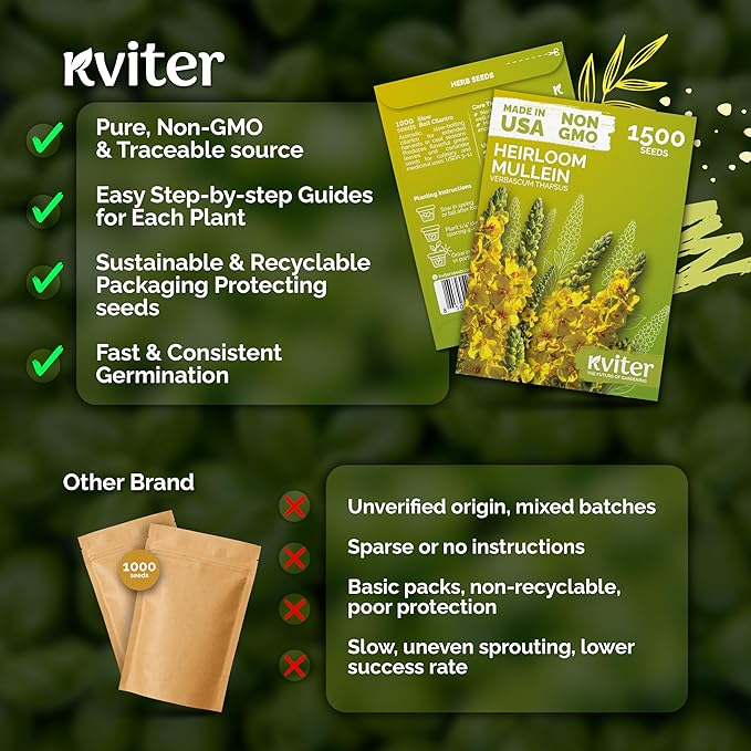 KVITER 1,500 Mullein Seeds for Planting (Verbascum Thapsus) – Mullein Herb, Heirloom Seed Non GMO Organic – Ideal for Herb Garden – US Grown Herbs Flower Seeds