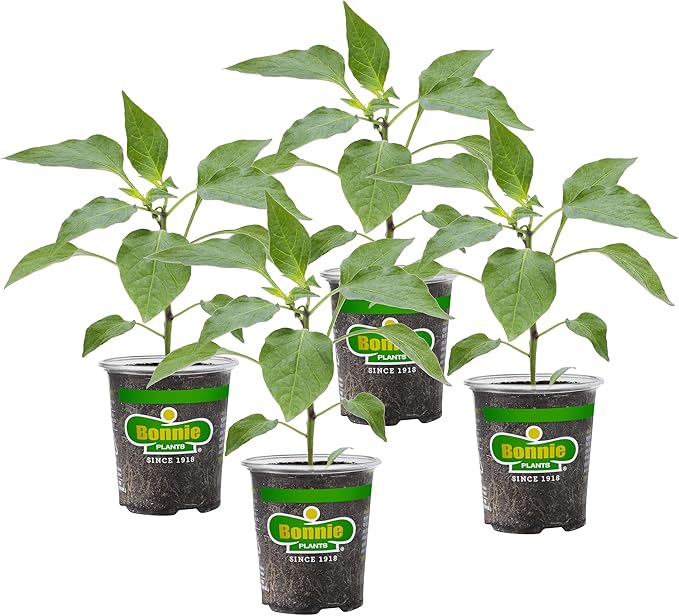 Bonnie Plants Jalapeno Hot Pepper Live Vegetable Plants - 4 Pack, Most Popular Chile Pepper, Non-GMO, 24 - 48 Inch Plants, 3 Inch Pepper Size