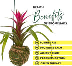 Better-GRO Bromeliad Hanging Kokedama – Indoor/Outdoor Decorative Planter, Low Maintenance Houseplant, Unique Home Decor - 12” Tall