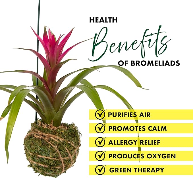 Better-GRO Bromeliad Hanging Kokedama – Indoor/Outdoor Decorative Planter, Low Maintenance Houseplant, Unique Home Decor - 12” Tall
