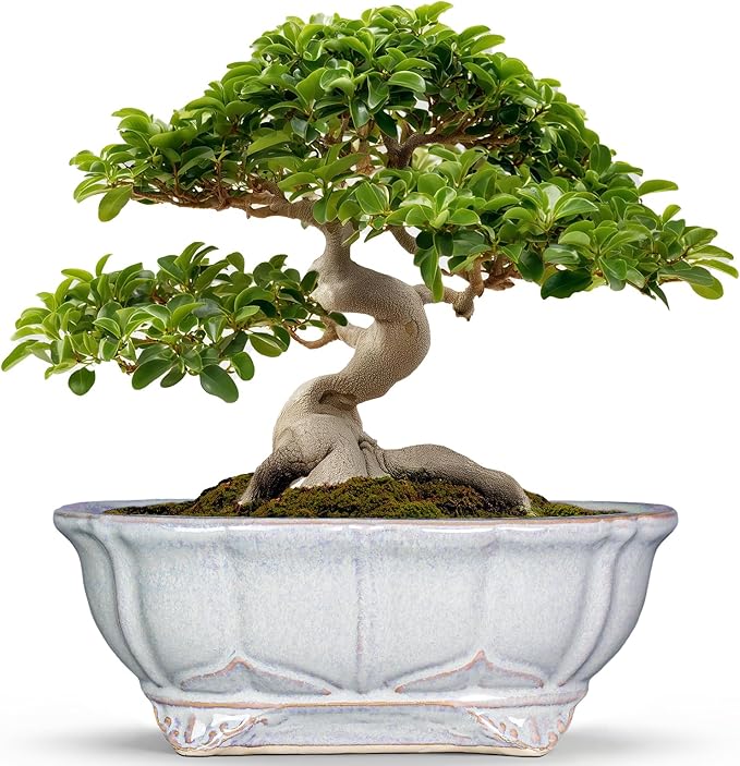 13.2 Inch Succulent Pots - Ceramic Bonsai Tree Pots with Drainage Hole, Shallow Succulent Planters for Indoor Plants Outdoor, Decorative Flower Pot, Home Decor, Plant Lover Gifts, Oval Grey