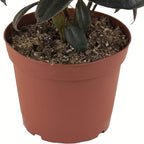 Shop Succulents | Standing Collection | Hand Selected, Air Purifying Live Burgundy Rubber Ficus Elastica Tree Indoor House Plant