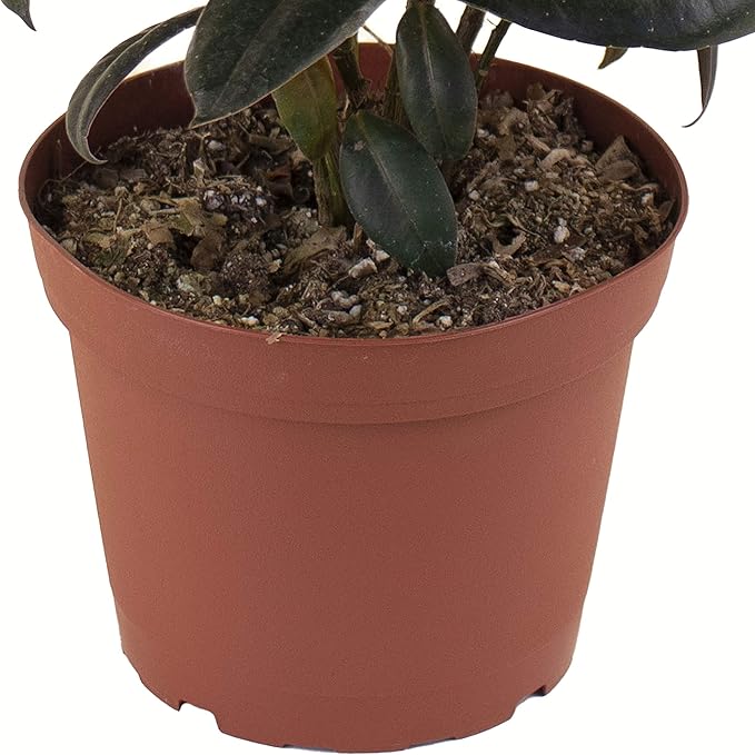 Shop Succulents | Standing Collection | Hand Selected, Air Purifying Live Burgundy Rubber Ficus Elastica Tree Indoor House Plant