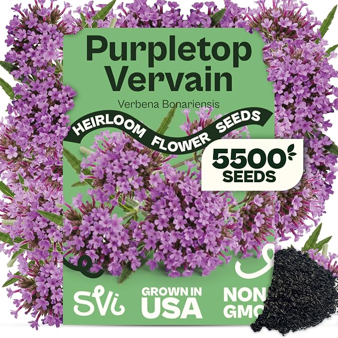 SVI 5500 Purpletop Vervain Seeds (Verbena Bonariensis) - Tall Verbena, Purple Blooms, Pollinator Magnet, Perrenial Seed in Seed Packets - Flower Seeds for Home Garden, Borders, Outdoor Flower Beds