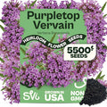 SVI 5500 Purpletop Vervain Seeds (Verbena Bonariensis) - Tall Verbena, Purple Blooms, Pollinator Magnet, Perrenial Seed in Seed Packets - Flower Seeds for Home Garden, Borders, Outdoor Flower Beds