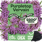 SVI 5500 Purpletop Vervain Seeds (Verbena Bonariensis) - Tall Verbena, Purple Blooms, Pollinator Magnet, Perrenial Seed in Seed Packets - Flower Seeds for Home Garden, Borders, Outdoor Flower Beds