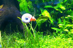 9+ Live Ramshorn Snails Aquarium or Pond, Algae Clean Up! Shipped Daily!