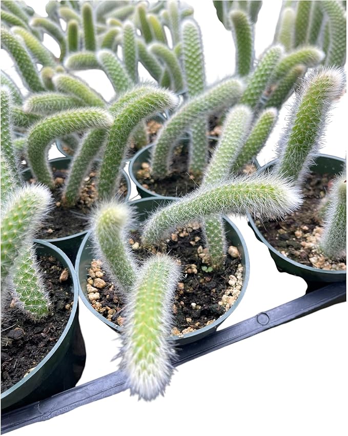 Rare Monkey Tail Cactus (Hildewintera colademononis) 4Inch Pot Around 3-4 Tails Around 3-8 in Inches for Each Tail Rooted and Healthy