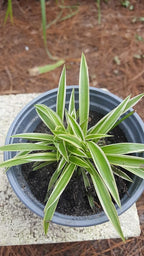 Spider Plant - Chlorophytum Comosum - Bare Rooted - 4"-6" Tall
