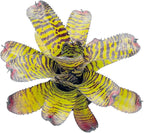 ragnaroc Live Plants – Bromeliad Neoregelia Dragon, 8-12" in 6" Pot - 1ct - Live Arrival Guaranteed - House Plants for Home Decor & Gift