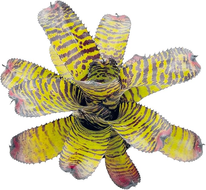 ragnaroc Live Plants – Bromeliad Neoregelia Dragon, 8-12" in 6" Pot - 1ct - Live Arrival Guaranteed - House Plants for Home Decor & Gift