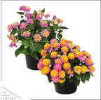 Live Flowering Lantana - Grower's Choice Assorted Colors (2 Plants Per Pack), Healthy Blooming Pollinator, 8" Tall by 5" Wide in 1 Qt Pot