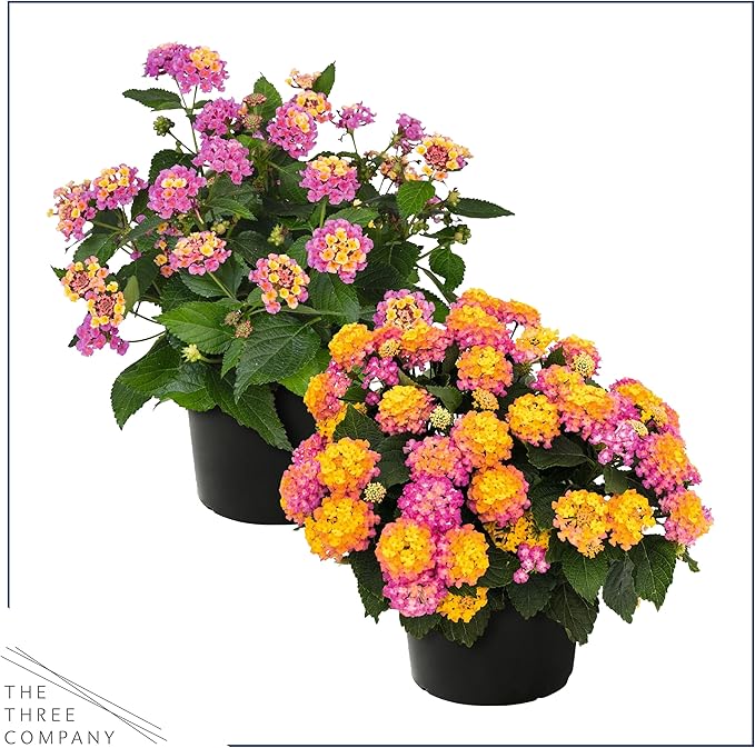 Live Flowering Lantana - Grower's Choice Assorted Colors (2 Plants Per Pack), Healthy Blooming Pollinator, 8" Tall by 5" Wide in 1 Qt Pot