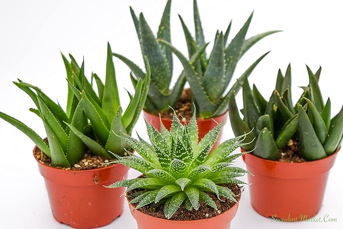 Live Aloe Succulents – Large Assorted 4-Inch Aloe Succulents – Fully Rooted Aloe Succulents (4)