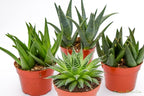 Live Aloe Succulents – Large Assorted 4-Inch Aloe Succulents – Fully Rooted Aloe Succulents (4)