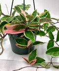 XL Tricolor Hoya Krimson Queen in 6" Hanging Pot, Hoya Carnosa Variegata, Live Tricolor Hoya Plant (XXL 6" Hanging Pot)