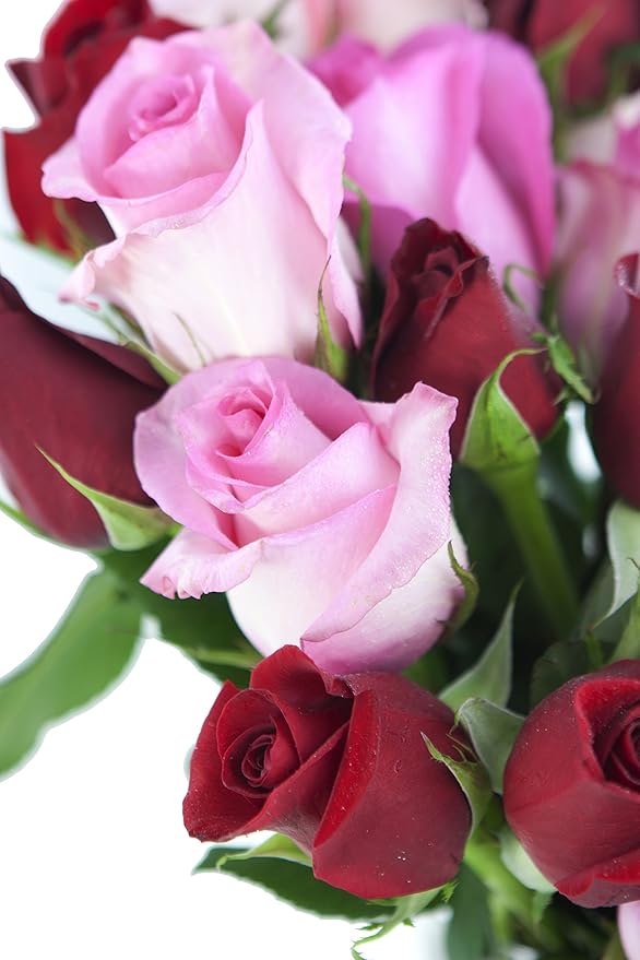 KaBloom - Long Stemmed Red and Pink Roses (Two Dozen) with Vase - Fresh Flowers for Birthday, Valentine's & Mother's Day