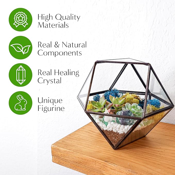 Creations by Nathalie DIY 7" Geometric Terrarium Kit - Build Your Own Glass Terrarium for Adults & Teens with Moss, Crystals, Tools & Decor - Handcrafted in the USA (Live Plant Included)