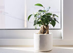 Fiddle Leaf Fig Tree Fertilizer | Ficus Plant Food | Improves Leaves and Branches | Potted Indoor Trees and House Plants Treatment by Aquatic Arts