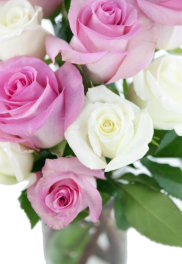 KaBloom - Pink and White Roses (Two Dozen) With Vase - Fresh Flowers for Birthday, Valentine's & Mother's Day