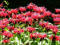 Greenwood Nursery: Live Perennial Plants - Bee Balm Jacob Cline + Monarda Didyma - [Qty: 1x Pint Pot] - (Click for Other Available Plants/Quantities)
