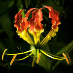 CarpetC 30+ Flame Lily Seeds for Planting, Gloriosa superba Glory Lily Climbing Vine with Unique Recurved Petals, Non-GMO Heirloom for Outdoor Garden Trellises Indoor Containers