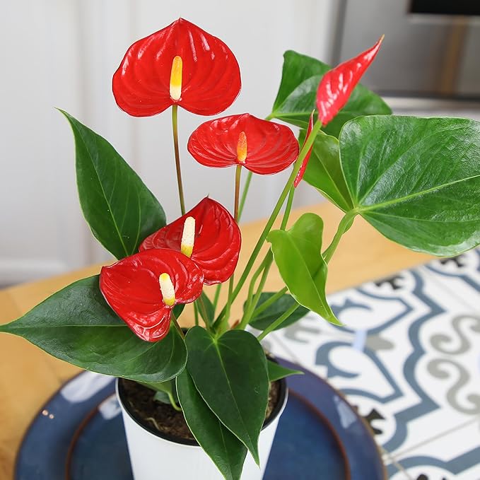 Altman Plants Red Anthurium Live Plant Decor in 4 Inch White Plastic Plant Pot, Easy to Grow Desk Plant, Easy Plant Gift, Decorative Indoor Plant, Live Anthuriums Live Plants Grown in Potting Soil Mix