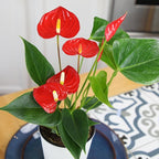 Altman Plants Red Anthurium Live Plant Decor in 4 Inch White Plastic Plant Pot, Easy to Grow Desk Plant, Easy Plant Gift, Decorative Indoor Plant, Live Anthuriums Live Plants Grown in Potting Soil Mix