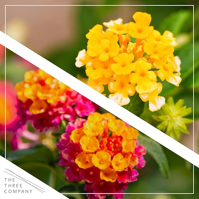 Live Flowering Lantana - Grower's Choice Assorted Colors (2 Plants Per Pack), Healthy Blooming Pollinator, 8" Tall by 5" Wide in 1 Qt Pot