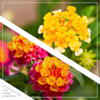 Live Flowering Lantana - Grower's Choice Assorted Colors (2 Plants Per Pack), Healthy Blooming Pollinator, 8" Tall by 5" Wide in 1 Qt Pot