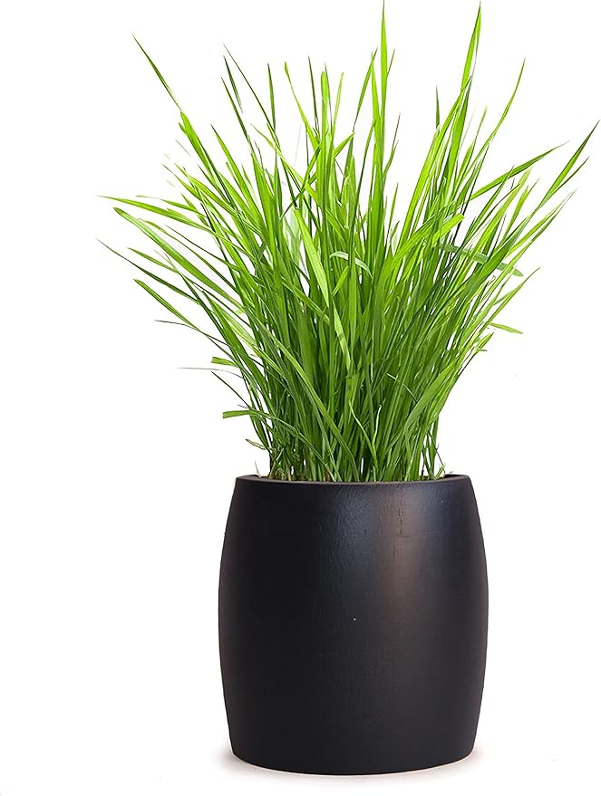 Best Value Organic Cat Grass Growing kit, Seed and Soil for 4 plantings.Cat Toy Gift to Cats as Well as Hairball Remedy. (Ebony)