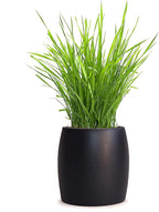 Best Value Organic Cat Grass Growing kit, Seed and Soil for 4 plantings.Cat Toy Gift to Cats as Well as Hairball Remedy. (Ebony)