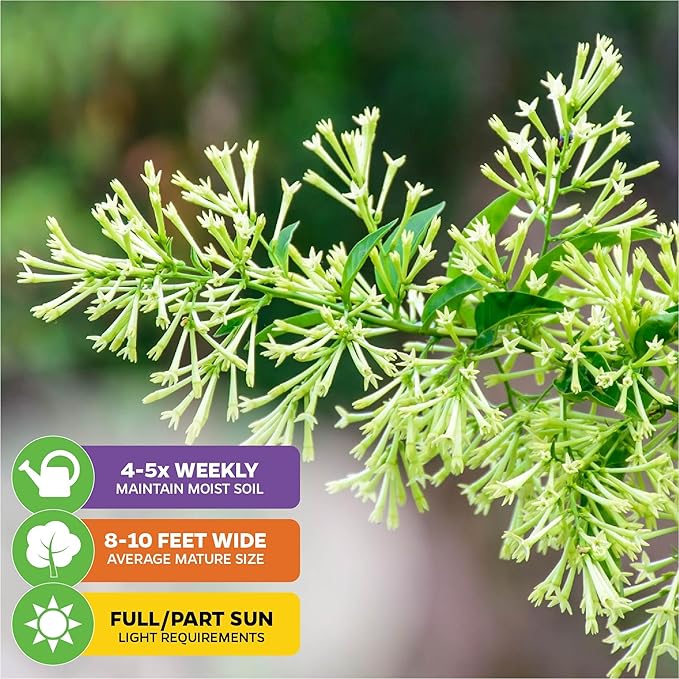 Night Blooming Jasmine Live Plant - Cestrum nocturnum by Wellspring Gardens - Starter Plant (2-Pack)