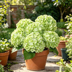 DuHouse 5Pcs Large Hydrangea Artificial Flowers,20 inch Latex Real Touch Hydrangeas Lifelike Hydrangea Flower for Home Wedding Bouquets Centerpieces Party Living Room Outdoors Decoration(Light Green)